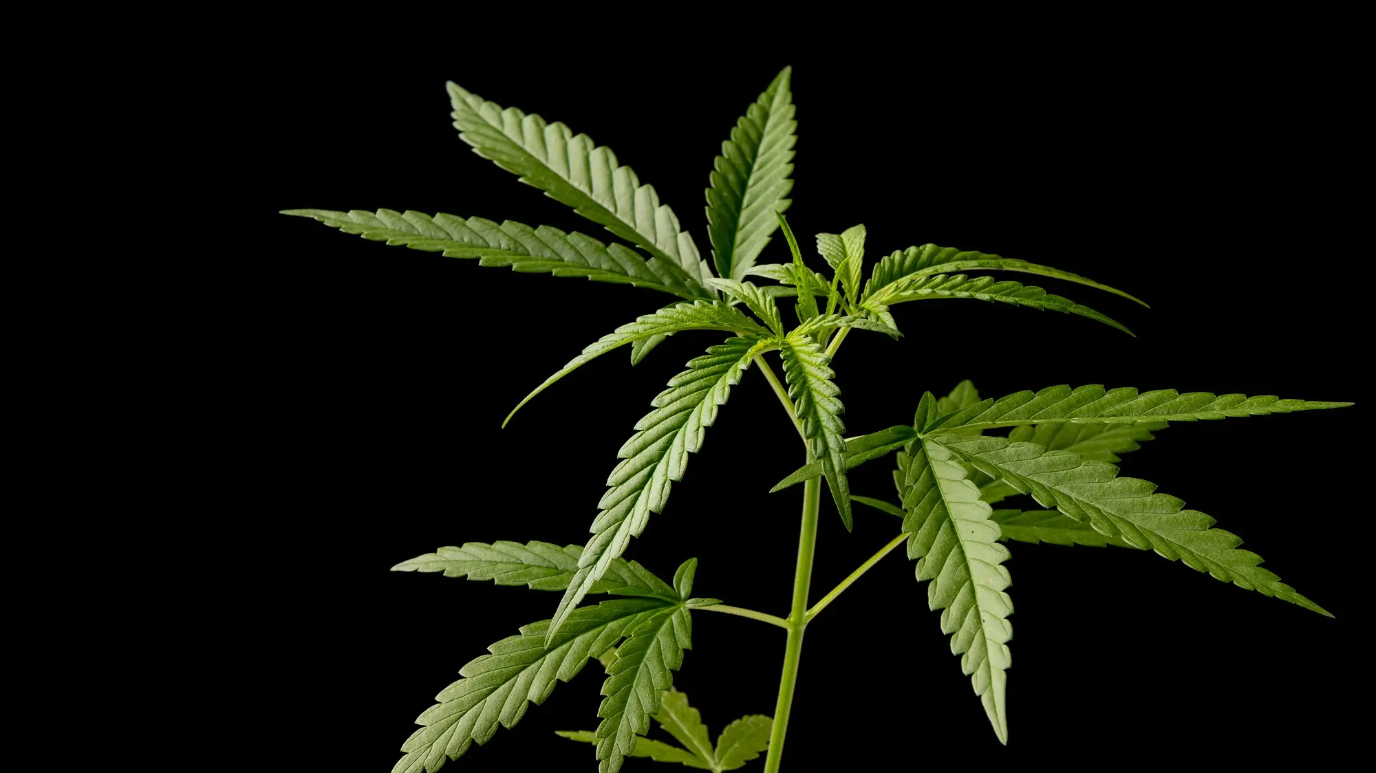 法務法人大輪の大麻の概念説明